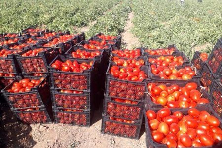 رداشت گوجه فرنگی از ۲۶۴ هکتار از زمین‌های کشاورزی شهرستان بستک ادامه دارد