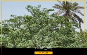 درخت کهور مهمان ناخوانده نخلستانهای فتویه