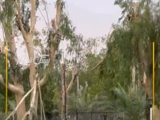 صدای‌مردم/ قطع درختان با عمر بالا و زنده در پارک‌ ۲۲ بهمن بستک توسط شهرداری به منظور ساخت و ساز!!!