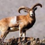 دستگیری شکارچیان کل وحشی در بستک