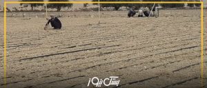 آغاز کشت گندم در شهرستان بستک