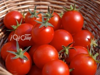 آغاز برداشت گوجه فرنگی در شهرستان بستک