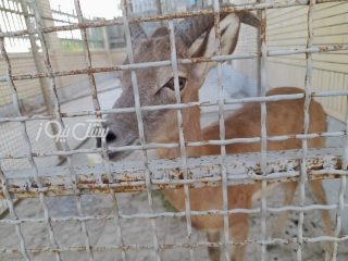 دستگیری سه متخلف شکار در بستک، میناب و بندرلنگه