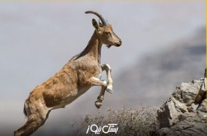نمایش شکار در فضای مجازی، برای شکارچی گران تمام شد