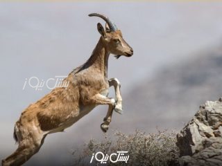 نمایش شکار در فضای مجازی، برای شکارچی گران تمام شد