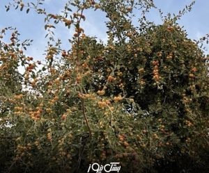 آغاز برداشت میوه گرمسیری کُنار در شهرستان بستک