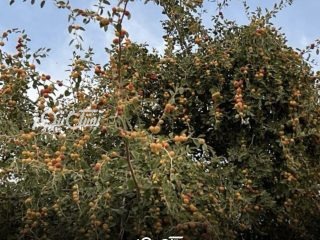 آغاز برداشت میوه گرمسیری کُنار در شهرستان بستک