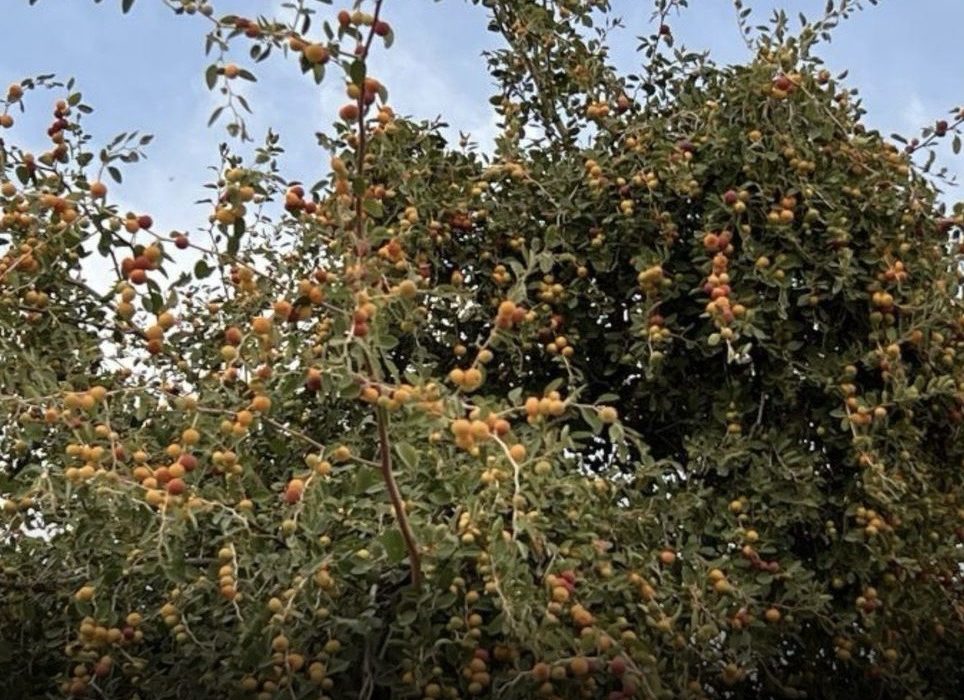 آغاز برداشت میوه گرمسیری کُنار در شهرستان بستک