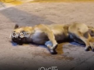 صدای مردم/راه جمع آوری سگ‌های ولگرد در فتویه، کشتن آن‌ها با سم نیست!