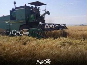 آغاز برداشت گندم از ۴۵۰ هکتار از مزارع شهرستان بستک
