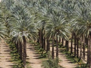 ماجرای پیدا شدن جسد در فتویه چه بود؟