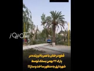 شهروند خبرنگار/قطع درختان با عمر بالا در پارک ۲۲ بهمن بستک