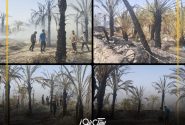 بیش از ۱۵۰ اصله نخل در روستای بستقلات طعمه حریق شد