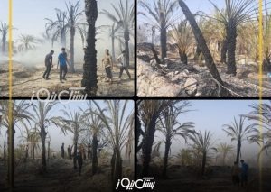 بیش از ۱۵۰ اصله نخل در روستای بستقلات طعمه حریق شد