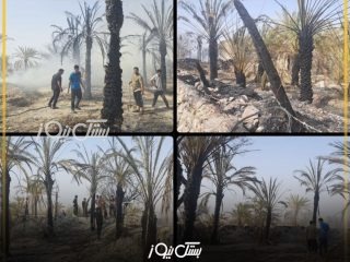 بیش از ۱۵۰ اصله نخل در روستای بستقلات طعمه حریق شد