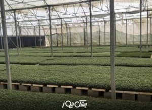 تولید بیش از ۲ میلیون و ۵۰۰ هزار نشاء در گلخانه‌های شهرستان بستک