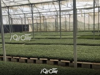تولید بیش از ۲ میلیون و ۵۰۰ هزار نشاء در گلخانه‌های شهرستان بستک
