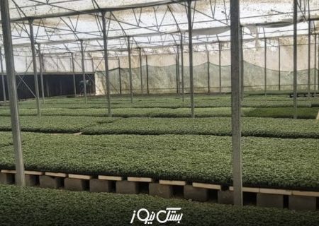 تولید بیش از ۲ میلیون و ۵۰۰ هزار نشاء در گلخانه‌های شهرستان بستک