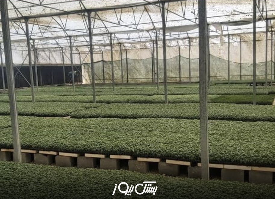 تولید بیش از ۲ میلیون و ۵۰۰ هزار نشاء در گلخانه‌های شهرستان بستک