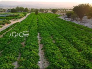 پیش‌بینی تولید بیش از ۱۲ هزار تن گوجه‌ فرنگی در شهرستان بستک
