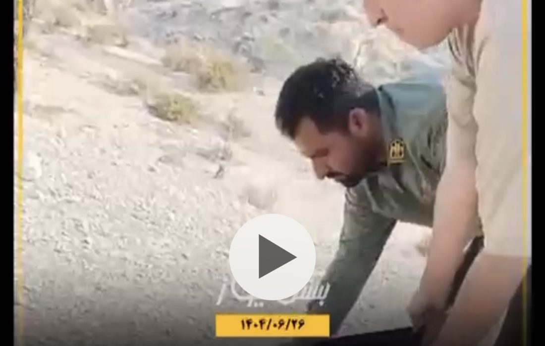 رهاسازی یک شاهین شکاری از نوع جبلی در طبیعت شهر جناح