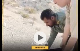 رهاسازی یک شاهین شکاری از نوع جبلی در طبیعت شهر جناح