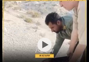 رهاسازی یک شاهین شکاری از نوع جبلی در طبیعت شهر جناح
