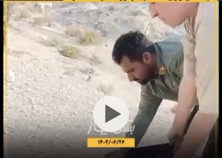 رهاسازی یک شاهین شکاری از نوع جبلی در طبیعت شهر جناح