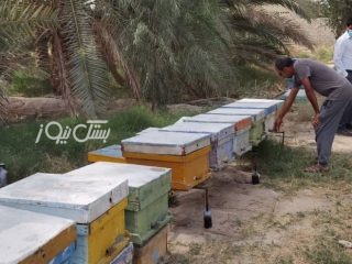 پیش‌بینی تولید و برداشت بیش از ۷۵ هزار کیلوگرم عسل در شهرستان بستک