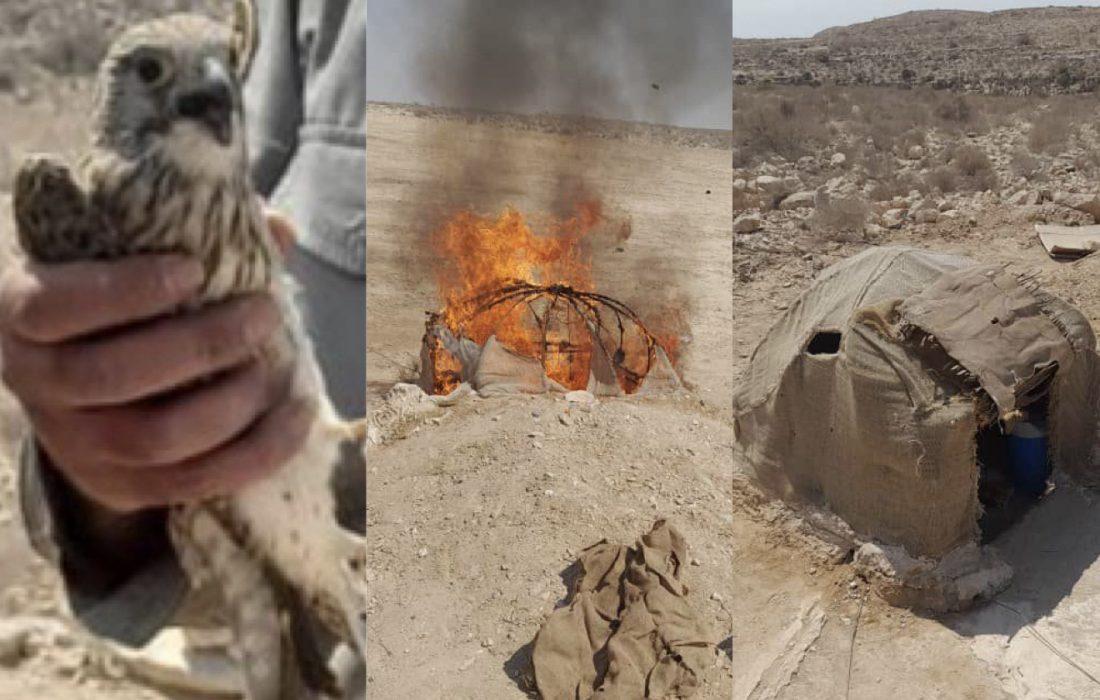 دستگیری متخلف شکار و صید پرندگان شکاری در شهرستان بستک