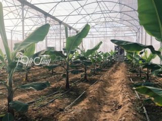 کشت گلخانه ای موز برای نخستین ‌بار در شهرستان بستک