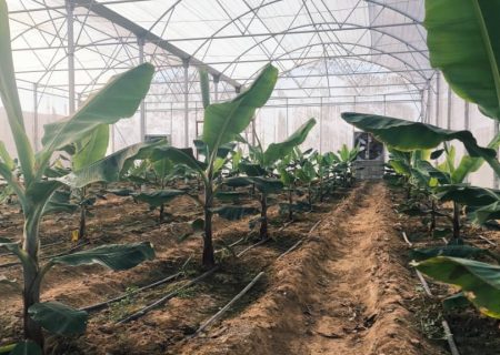 کشت گلخانه ای موز برای نخستین ‌بار در شهرستان بستک