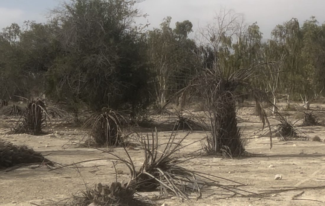 پارک جنگلی دهنگ در سراشیبی نابودی/احیای دوباره پارک نیازمند عزم جدی مدیرکل منابع طبیعی است