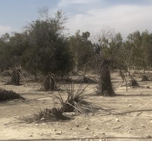 پارک جنگلی دهنگ در سراشیبی نابودی/احیای دوباره پارک نیازمند عزم جدی مدیرکل منابع طبیعی است