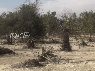 پارک جنگلی دهنگ در سراشیبی نابودی/احیای دوباره پارک نیازمند عزم جدی مدیرکل منابع طبیعی است