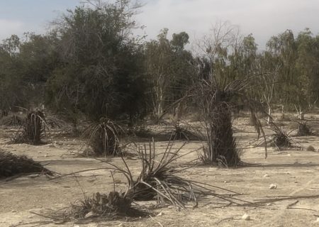 پارک جنگلی دهنگ در سراشیبی نابودی/احیای دوباره پارک نیازمند عزم جدی مدیرکل منابع طبیعی است