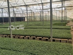 تولید بیش از ۲ میلیون و ۵۰۰ هزار نشاء سبزی و صیفی در گلخانه‌های شهرستان بستک