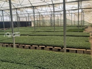 تولید بیش از ۲ میلیون و ۵۰۰ هزار نشاء سبزی و صیفی در گلخانه‌های شهرستان بستک