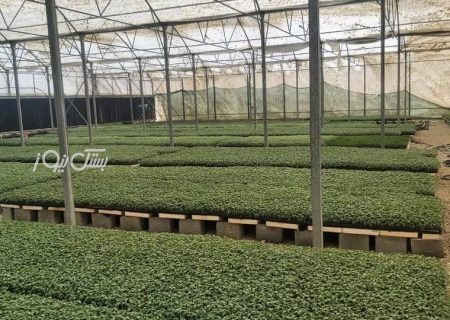 تولید بیش از ۲ میلیون و ۵۰۰ هزار نشاء سبزی و صیفی در گلخانه‌های شهرستان بستک