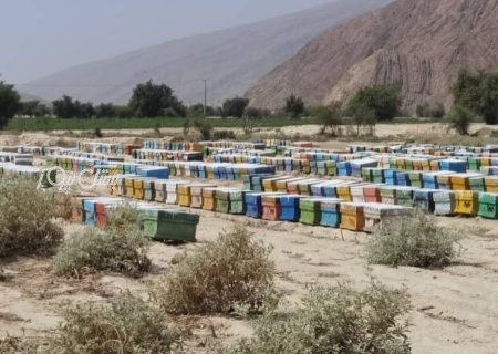 پیش‌بینی تولید و برداشت بیش از ۷۴ تن عسل در شهرستان بستک